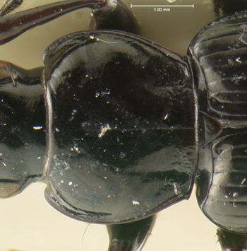 Media type: image;   Entomology 33037 Aspect: pronotum dorsal